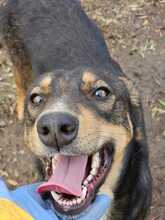 RANDY, Hund, Mischlingshund in Rumänien