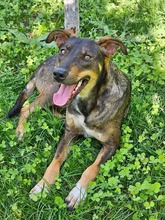 ROMEO, Hund, Mischlingshund in Rumänien