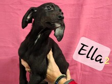 ELLA2, Hund, Mischlingshund in Griechenland