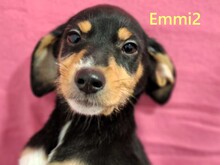 EMMI2, Hund, Mischlingshund in Griechenland