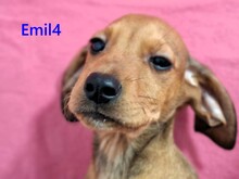 EMIL4, Hund, Mischlingshund in Griechenland