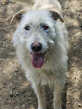 MARY, Hund, Mischlingshund in Rumänien