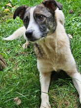 NINO, Hund, Mischlingshund in Rumänien