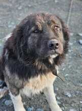 BEETHOVEN, Hund, Mischlingshund in Rumänien