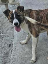 TRISHA, Hund, Mischlingshund in Rumänien