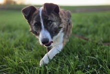 TRISHA, Hund, Mischlingshund in Zusamaltheim