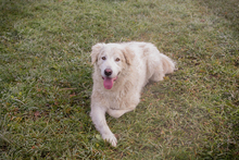 MAROS, Hund, Mischlingshund in Kroatien