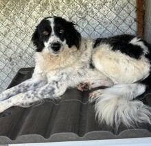 ILKA, Hund, Kleiner Münsterländer-Mix in Rumänien