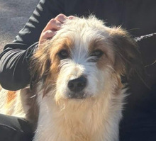 LARI, Hund, Mischlingshund in Spanien