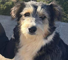 NINA, Hund, Mischlingshund in Spanien