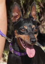 TIFANY, Hund, Pinscher in Neumünster