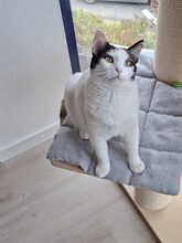 INA, Katze, Europäisch Kurzhaar-Mix in Petershausen
