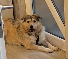 MIA, Hund, Mischlingshund in Neustadt