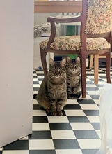 MAMASITA, Katze, Europäisch Kurzhaar in Köln