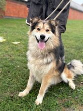 BOKI, Hund, Hütehund in Ellerbek