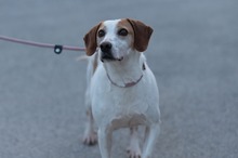 ENZO, Hund, Istrijanische Bracke in Ellerbek
