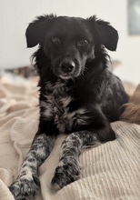 LOU, Hund, Mischlingshund in Berlin