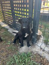 DOBRI, Hund, Kroatischer Schäferhund in Ellerbek