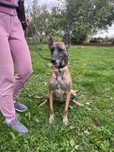GEA, Hund, Malinois in Kroatien