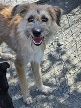 SCOUT, Hund, Mischlingshund in Rumänien