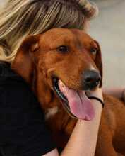 GOGE, Hund, Posavski Gonic in Ellerbek