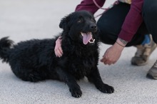 GOGI, Hund, Kroatischer Schäferhund in Kroatien