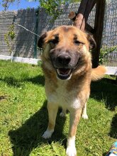 ATOS, Hund, Mischlingshund in Rumänien