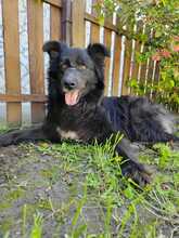 KALIMERO, Hund, Mischlingshund in Rumänien