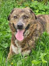 KIARA, Hund, Mischlingshund in Rumänien