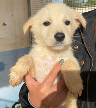 LAVINA, Hund, Mischlingshund in Belgien