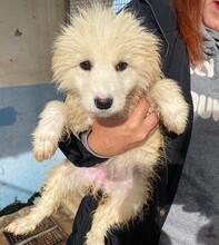 LORY, Hund, Mischlingshund in Italien