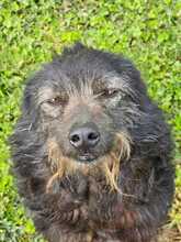 ALMA, Hund, Mischlingshund in Rumänien