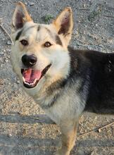 RAN, Hund, Mischlingshund in Rumänien