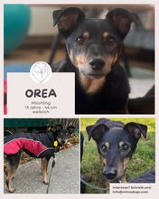 OREA, Hund, Mischlingshund in Teltow