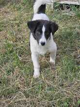 SISSI, Hund, Mischlingshund in Rumänien