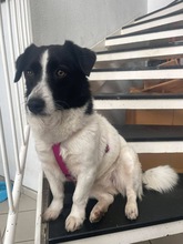 SISSI, Hund, Mischlingshund in Vorra