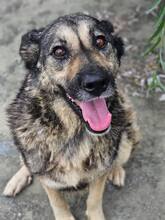 HAZEL, Hund, Mischlingshund in Rumänien