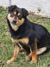 VERA, Hund, Mischlingshund in Rumänien