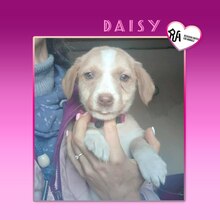 DAISY2, Hund, Mischlingshund in Bulgarien