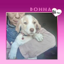 DONNA, Hund, Mischlingshund in Bulgarien