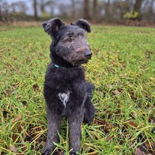KIMMI, Hund, Schafpudel in Norderstedt