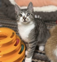 LAUNA, Katze, Hauskatze in Zypern