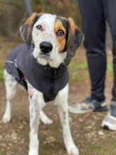 DELIA, Hund, Mischlingshund in Roth