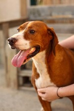 LOLI, Hund, Save Bracke in Ellerbek