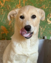 LIDA, Hund, Mischlingshund in Rumänien