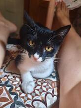 PABLITO, Katze, Europäisch Kurzhaar in Spanien