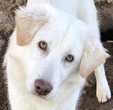 NOYA, Hund, Herdenschutzhund-Mix in Italien