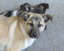 QUIVIRA, Hund, Mischlingshund in Italien