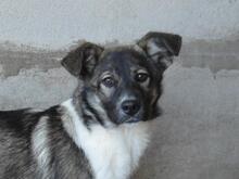 QUELISIA, Hund, Mischlingshund in Italien