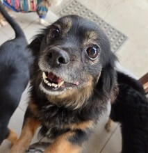 TANJA, Hund, Mischlingshund in Rumänien